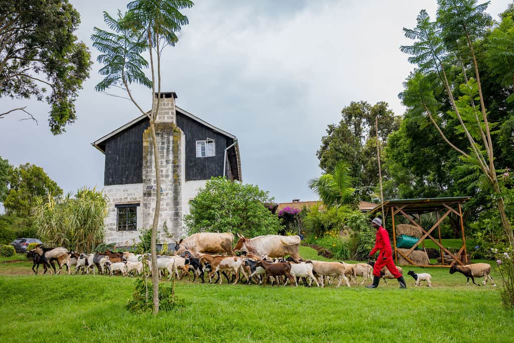 Farm life — herder with goats before the cottage